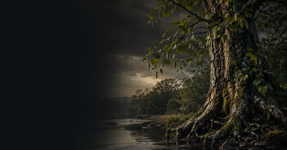 Alder (Celtic zodiac): personality, love & career