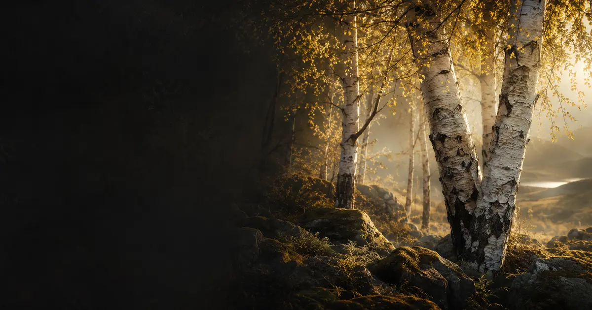 Birch (Celtic zodiac): personality, love & career