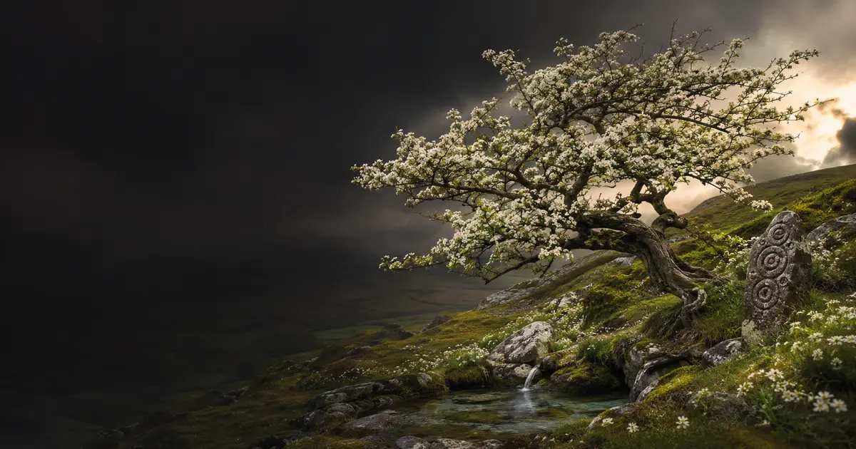 Hawthorn (Celtic zodiac): personality, love & career