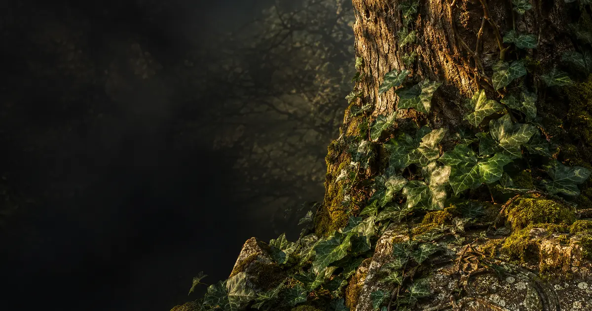Ivy (Celtic zodiac): personality, love & career